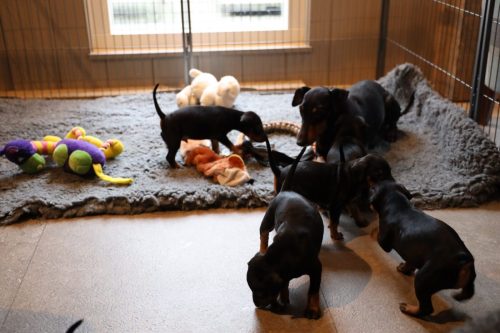 Sanne x Dominik 2026_4 weken011