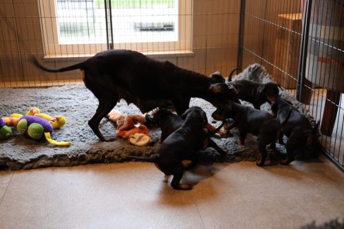 Sanne x Dominik 2026_4 weken012