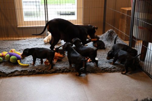 Sanne x Dominik 2026_4 weken013