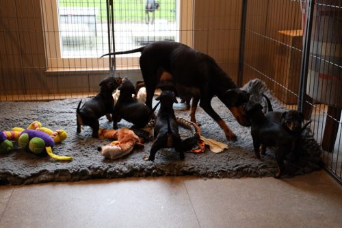 Sanne x Dominik 2026_4 weken014