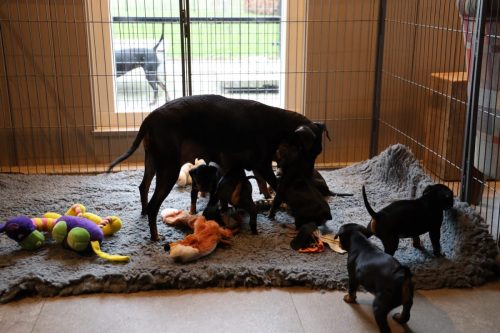 Sanne x Dominik 2026_4 weken015