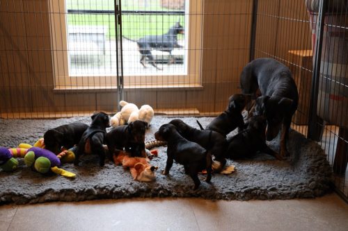 Sanne x Dominik 2026_4 weken017