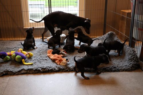 Sanne x Dominik 2026_4 weken020