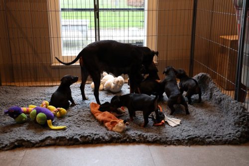 Sanne x Dominik 2026_4 weken021