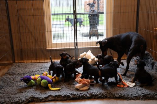 Sanne x Dominik 2026_4 weken022