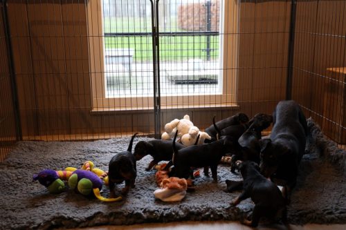 Sanne x Dominik 2026_4 weken023