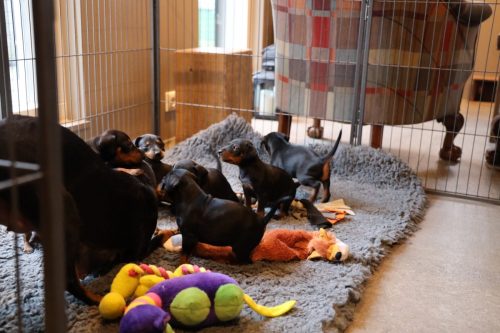 Sanne x Dominik 2026_4 weken024