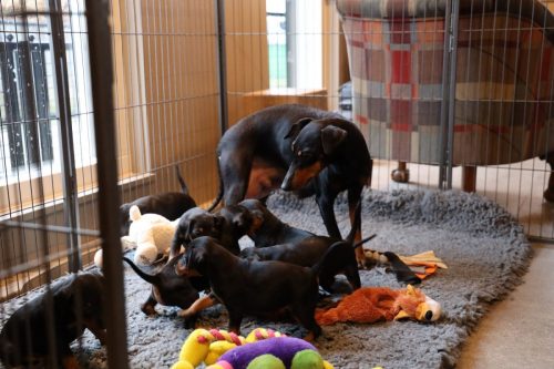 Sanne x Dominik 2026_4 weken025