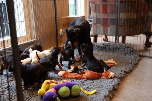 Sanne x Dominik 2026_4 weken026