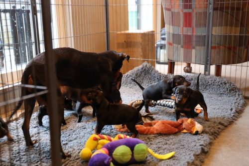 Sanne x Dominik 2026_4 weken027