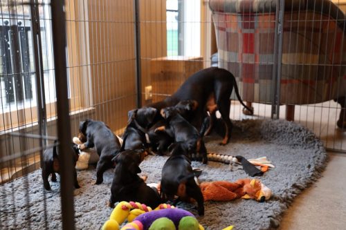 Sanne x Dominik 2026_4 weken028