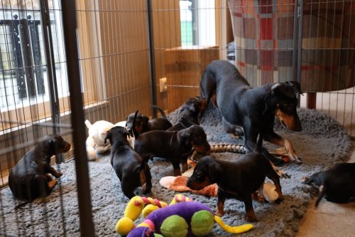 Sanne x Dominik 2026_4 weken029