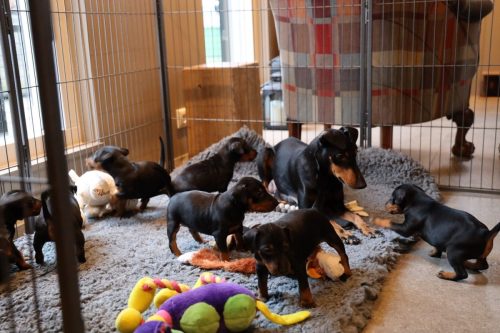 Sanne x Dominik 2026_4 weken030