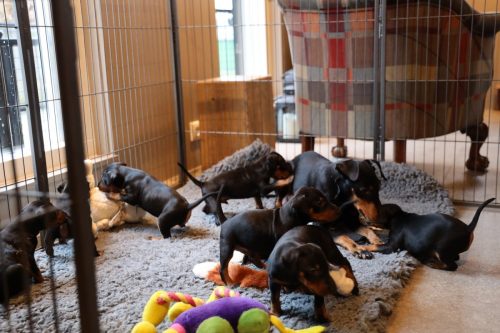 Sanne x Dominik 2026_4 weken031