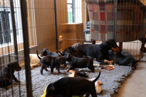 Sanne x Dominik 2026_4 weken034