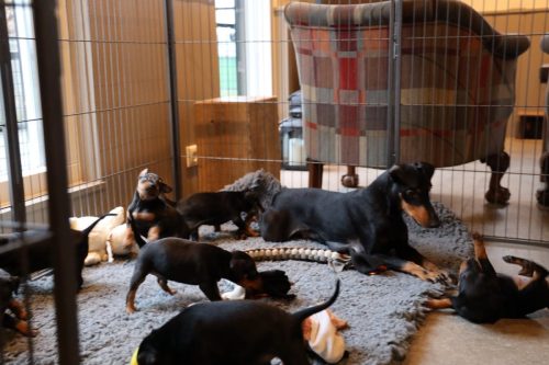 Sanne x Dominik 2026_4 weken035