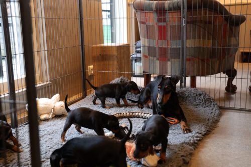 Sanne x Dominik 2026_4 weken036