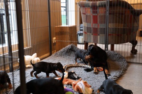 Sanne x Dominik 2026_4 weken037