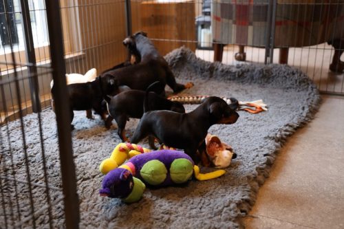 Sanne x Dominik 2026_4 weken038