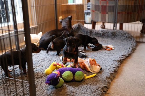 Sanne x Dominik 2026_4 weken039