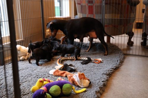 Sanne x Dominik 2026_4 weken040