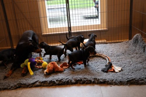 Sanne x Dominik 2026_4 weken041