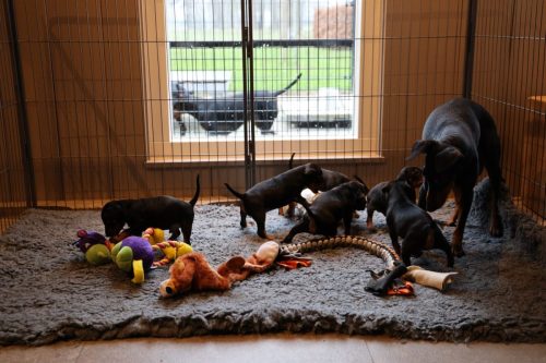 Sanne x Dominik 2026_4 weken042