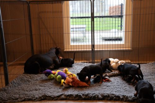 Sanne x Dominik 2026_4 weken043