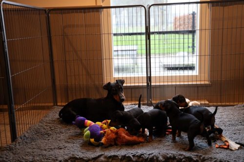 Sanne x Dominik 2026_4 weken044