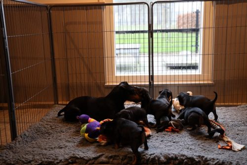 Sanne x Dominik 2026_4 weken045