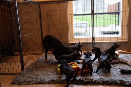 Sanne x Dominik 2026_4 weken047