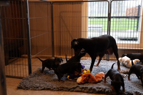 Sanne x Dominik 2026_4 weken