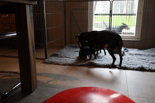 Sanne x Dominik 2026_5 weken