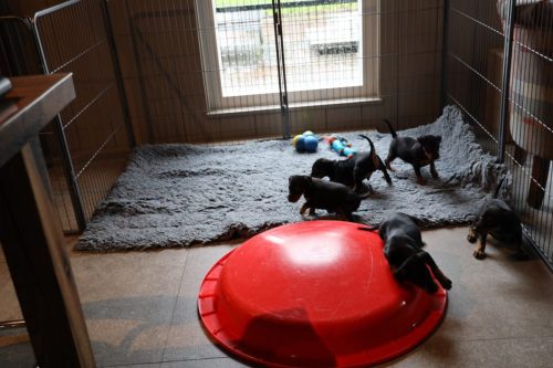 Sanne x Dominik 2026_5 weken005