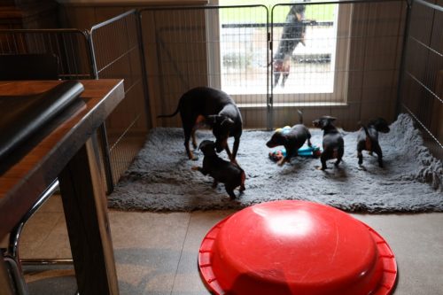 Sanne x Dominik 2026_5 weken006