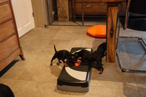 Sanne x Dominik 2026_5 weken009