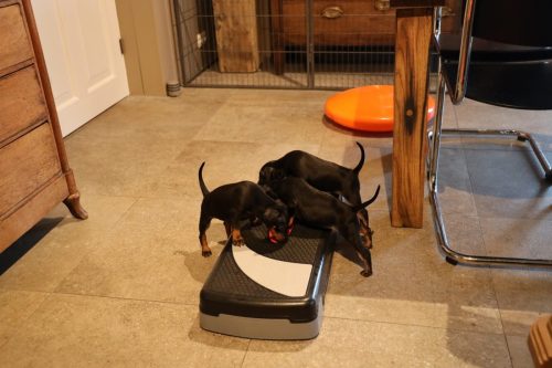 Sanne x Dominik 2026_5 weken010