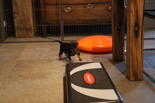 Sanne x Dominik 2026_5 weken011