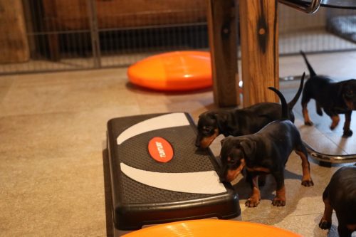 Sanne x Dominik 2026_5 weken014