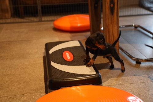 Sanne x Dominik 2026_5 weken016