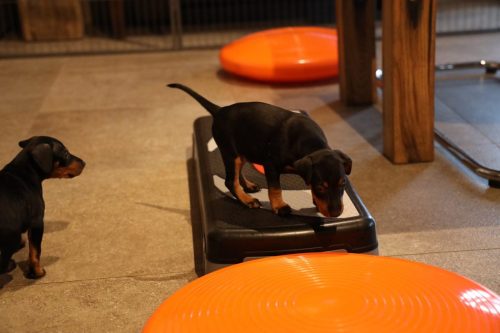 Sanne x Dominik 2026_5 weken019