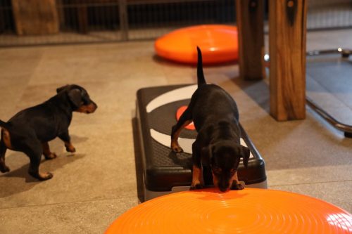 Sanne x Dominik 2026_5 weken020