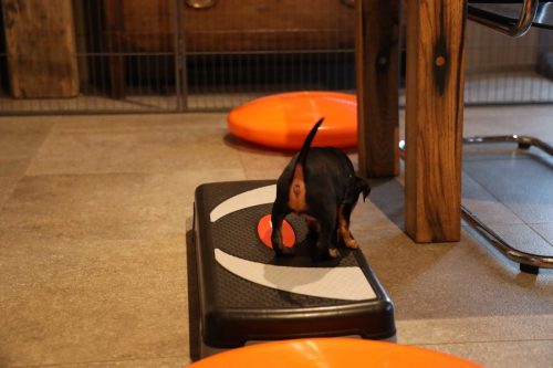 Sanne x Dominik 2026_5 weken022