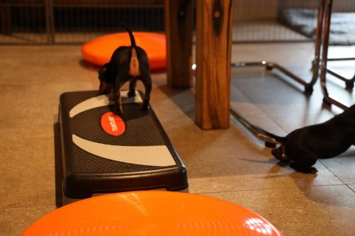 Sanne x Dominik 2026_5 weken023