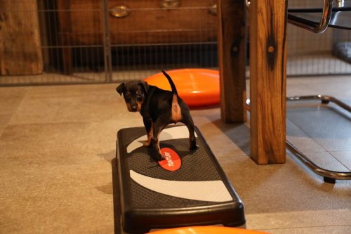 Sanne x Dominik 2026_5 weken024