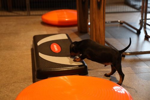 Sanne x Dominik 2026_5 weken025