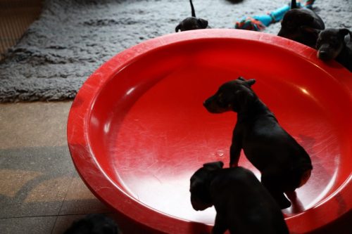 Sanne x Dominik 2026_5 weken026