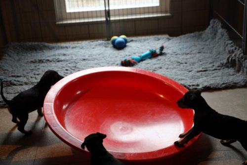 Sanne x Dominik 2026_5 weken029