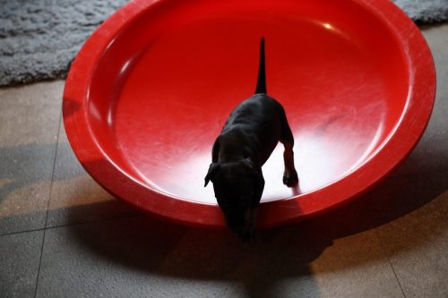 Sanne x Dominik 2026_5 weken030