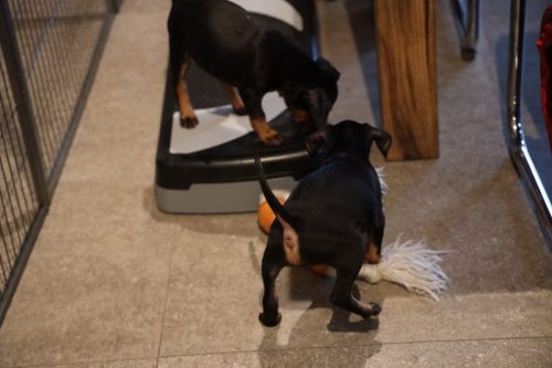 Sanne x Dominik 2026_7 weken002